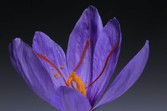 Saffron: A Story of Patience, Place, and Ritual
